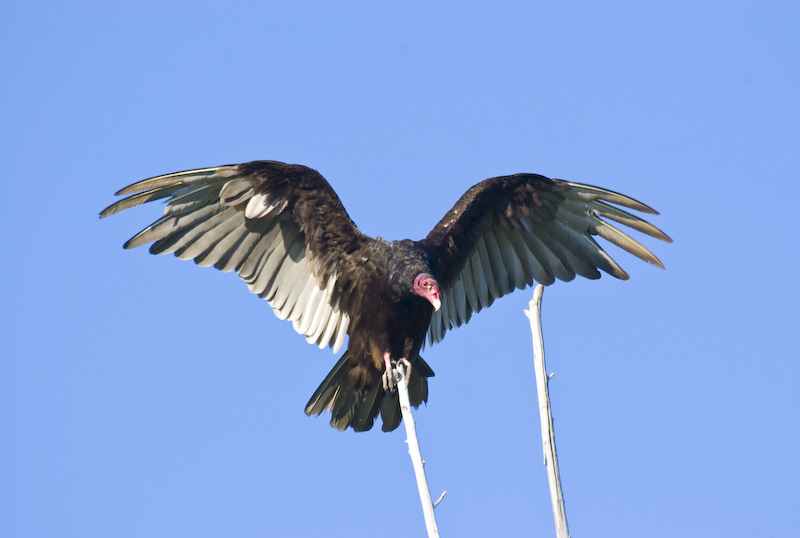 Turkey Vulture